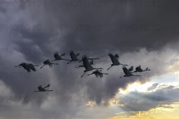 Cranes (grus grus) moving south, North Rhine-Westphalia, Germany