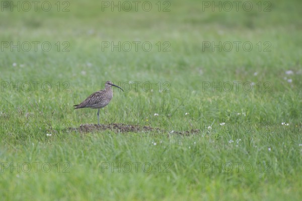 Large curlew (Numenius arquata) in the meadow area, North Rhine-Westphalia, Germany