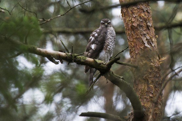 Sparrowhawk (Accipiter nisus) female sitting near the nest, North Rhine-Westphalia, Germany