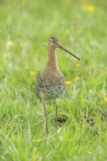 Black-tailed gown (Limosa limosa) looking for food in meadows, Lower Saxony, Germany