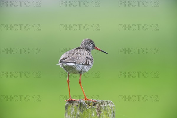 Redshank (Tringa totanus) on a meadow stake, Lower Saxony, Germany