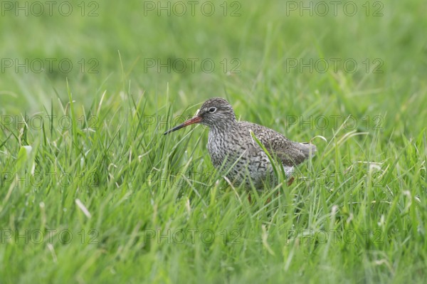 Redshank (Tringa totanus) looking for food in the meadow, Lower Saxony, Germany