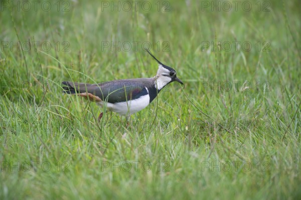 Lapwing (vanellus vanellus) looking for food in the meadow, Lower Saxony, Germany