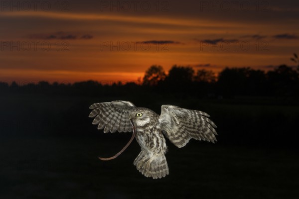Little owl (Athene noctua), stone owl with earthworm approaching the brood cave at dusk, North Rhine-Westphalia, Germany