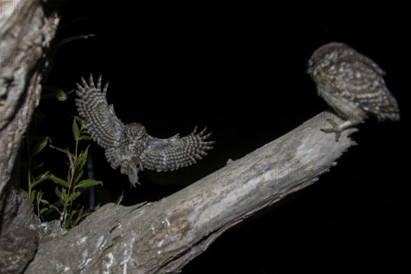 Little owl (Athene noctua), stone owl with mouse approaching the young bird, North Rhine-Westphalia, Germany