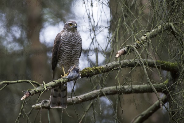 Sparrowhawk (Accipiter nisus) female with prey at the sitting room near the nest, North Rhine-Westphalia, Germany
