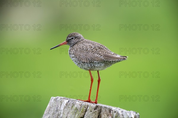 Redshank (Tringa totanus) on a stake in the meadow area, Lower Saxony, Germany