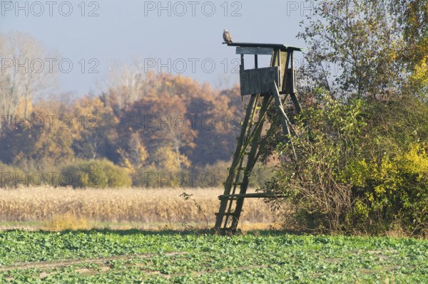 Buzzard (Buteo buteo) sitting on hunting pulpit, North Rhine-Westphalia, Germany