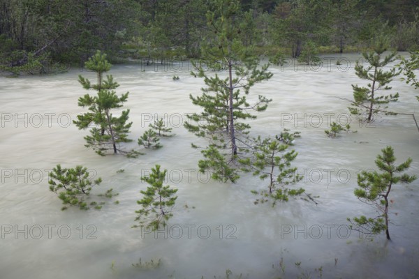 The Isar carries floods between Lake Sylvenstein and Lenggries. Trees and pines sink in the torrential flood water in the Isar Valley. Lenggries, Upper Bavaria, Bavaria, Germany