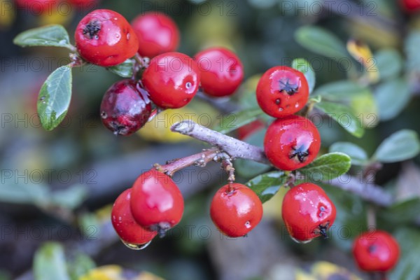 Cotoneaster (Cotoneaster horizontalis), fruits, Emsland, Lower Saxony, Germany