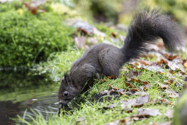 Squirrel (Sciurus vulgaris), Emsland, Lower Saxony, Germany