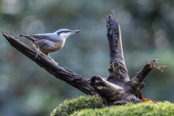 Nuthatch (Sitta europaea), Emsland, Lower Saxony, Germany
