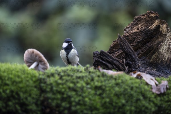 Great tit (Parus major), Emsland, Lower Saxony, Germany