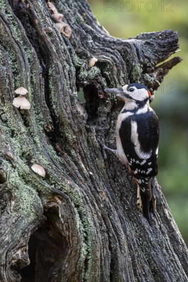 Great Spotted Woodpecker (Dendrocopos major), Emsland, Lower Saxony, Germany
