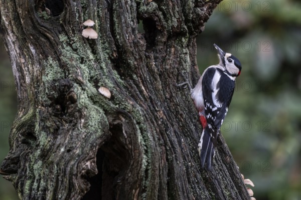 Great Spotted Woodpecker (Dendrocopos major), Emsland, Lower Saxony, Germany
