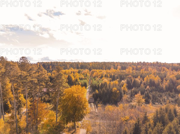 Dense autumn forest with a trail that leads through orange and green trees, Calw district, Germany