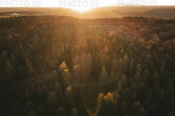 Forest landscape at sunset with golden light, Calw district, Germany