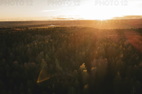 Dense forest in golden sunset light, quiet landscape, Calw district, Germany