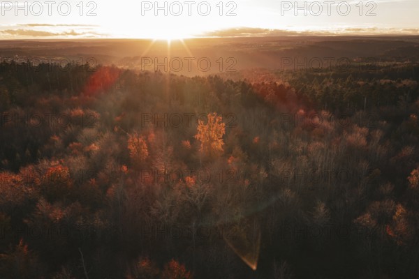 Autumn forest at sunset with intense shades of red and light rays, Calw district, Germany