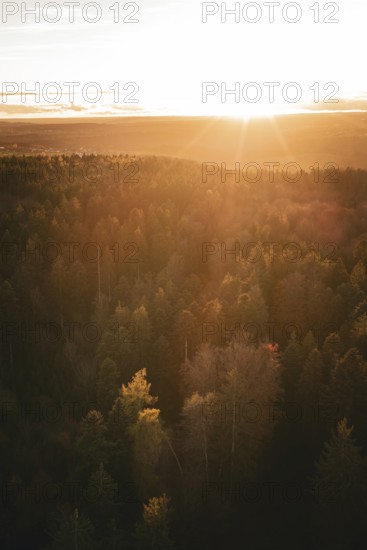 Forest at sunset with warm light and autumn trees, Calw district, Germany