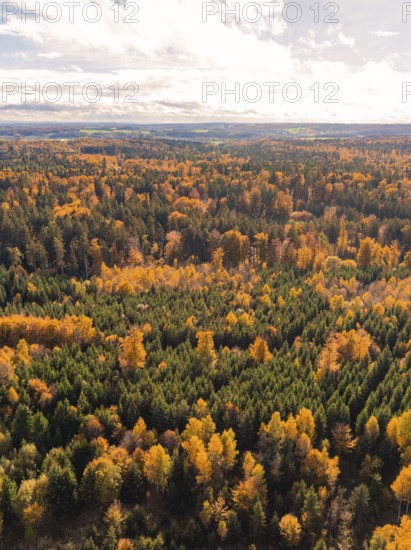 Autumn forest landscape with orange and green trees stretching into the distance, Calw district, Germany