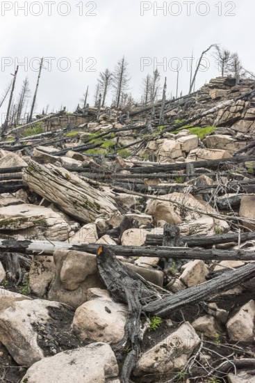 Burnt forest, lying and standing charred trees and tree stumps, gloomy, barren, new greenery, saplings growing, forest fire area on KÃ¶nigsberg, common spruce (Picea abies), also common spruce, red spruce, fallen over, forest rejuvenation, forest death, dead wood, rock, drought, heat, climate change, climate disaster, bare, view from the Harzer Schmalspurbahn, Brockenbahn, low mountain ranges, nature reserve, Harz National Park, Ostharz, Harz district, Saxony-Anhalt, Germany