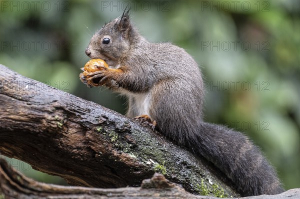 Squirrel (Sciurus vulgaris), Emsland, Lower Saxony, Germany