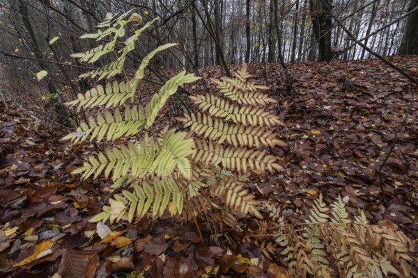 Royal Fern (Osmunda regalis), Emsland, Lower Saxony, Germany
