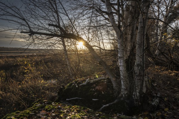 Moorland landscape at sunset, Emsland, Lower Saxony, Germany