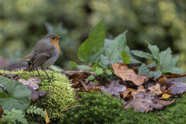 Robin (Erithacus rubecula), Emsland, Lower Saxony, Germany