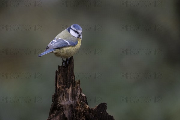 Blue tit (Parus caerulea), Emsland, Lower Saxony, Germany