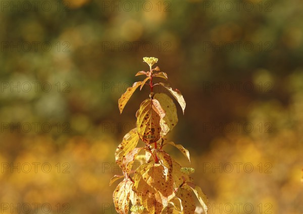 Blood-red dogwood (Cornus sanguinea), branch with buds, North Rhine-Westphalia, Germany