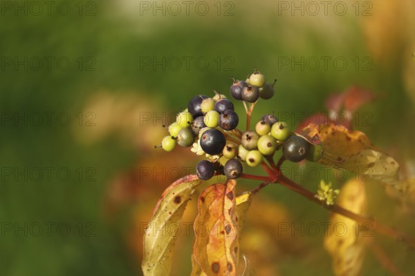 Blood-red dogwood or red dogwood (Cornus sanguinea), branch with berries in autumn, alienation, North Rhine-Westphalia, Germany