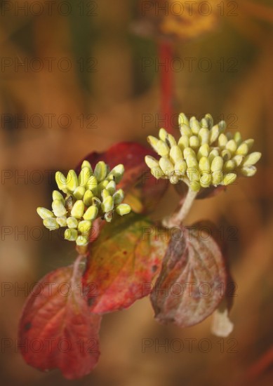 Blood-red dogwood (Cornus sanguinea), branch with buds, alienation, North Rhine-Westphalia, Germany