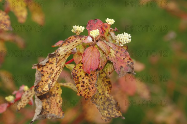 Blood-red dogwood (Cornus sanguinea), branches with buds, North Rhine-Westphalia, Germany