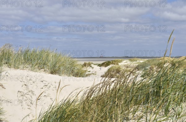 Dune landscape near Sankt Peter-Ording, Westerhever lighthouse, North Sea, Schleswig-Holstein, Germany