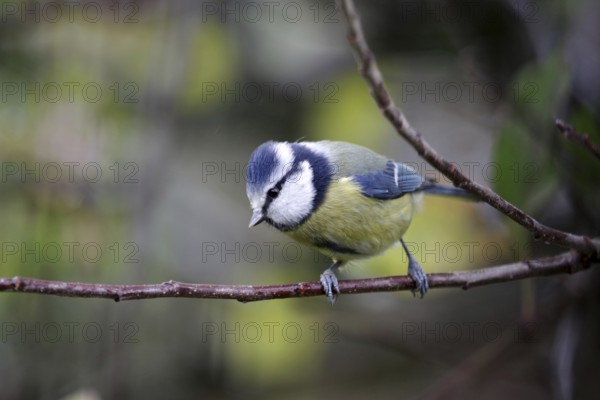 Blue tit (Cyanistes caeruleus), close-up, feathers, blue, pretty, tree, autumn, Germany, blue tit sitting on a branch