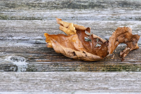 Autumn leaf lying on weathered wooden table, MÃ¼nsterland, North Rhine-Westphalia, Germany
