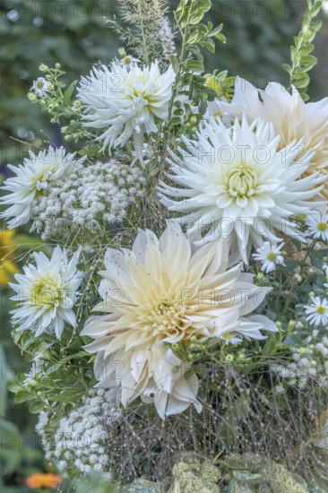Bouquet of white dahlias and grasses, North Rhine-Westphalia, Germany
