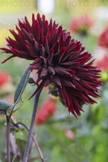 Dahlia (Dahlia), dark red, MÃ¼nsterland, North Rhine-Westphalia, Germany