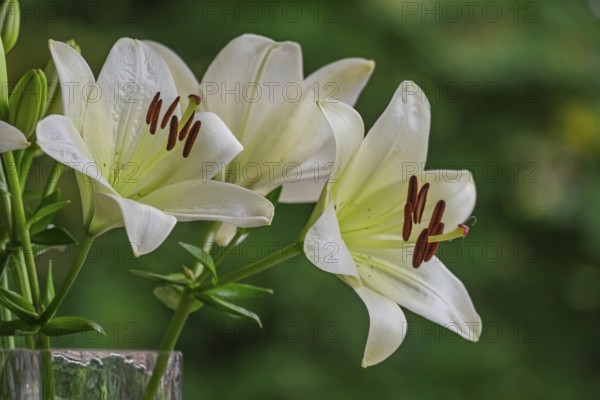 White lilies (Lilium) in a flower vase, MÃ¼nsterland, North Rhine-Westphalia, Germany