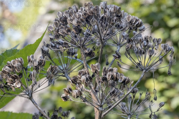 Giant fennel (Ferula communis), Samenstand, MÃ¼nsterland, North Rhine-Westphalia, Germany