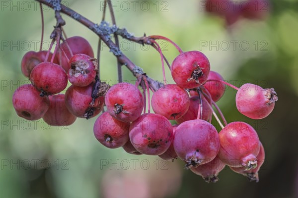 Ornamental apple (Malus spec.), Fruits, MÃ¼nsterland, North Rhine-Westphalia, Germany