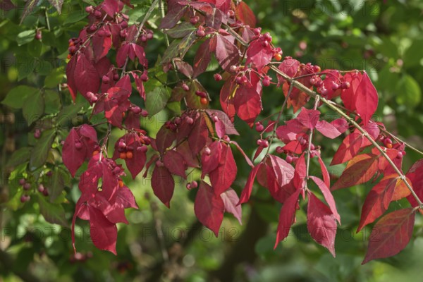 Common spindle bush (Euonymus europaeus), MÃ¼nsterland, North Rhine-Westphalia, Germany