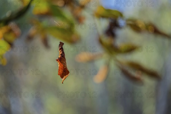 Wilted leaf in autumn hangs on a thread, MÃ¼nsterland, North Rhine-Westphalia, Germany