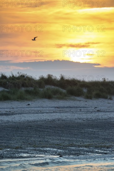 Sunset with flying and sitting herring gull (Larus fuscus), bright orange sky, calm, soft light, twilight, waves, wet beach at low tide, gentle dunes, atmospheric, relaxed atmosphere, reflecting light on water, reflection, warm and cool tones, yellow, gold, blue, gray, clouds, evening, shade, sandy beach, sand, shore, nobody, maritime, sea, surf, swell Sail, Aade Bay, North Sea, Dune Island, Heligoland, Pinneberg District, Schleswig-Holstein, Germany