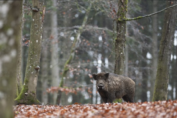 Strong boar in rain, Daun, Rhineland-Palatinate, Germany