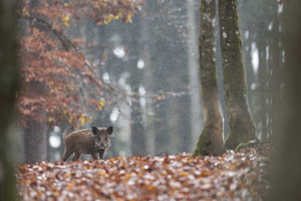 Wild boar newbie in the rain, Daun, Rhineland-Palatinate, Germany