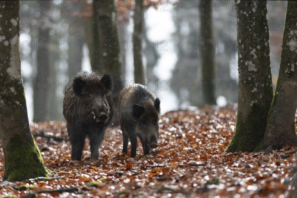 Strong wild boar boar with stream in rain, Daun, Rhineland-Palatinate, Germany