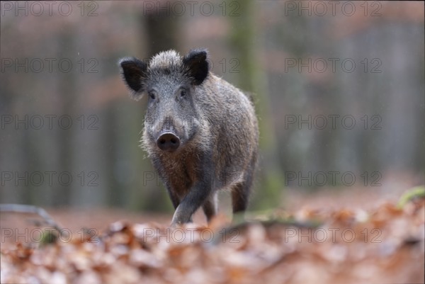 Wild boar defector, Daun, Rhineland-Palatinate, Germany